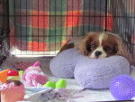 Sarah - Cavalier King Charles Spaniel (1 an)