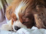 Sarah the Snuggle Pot - Cavalier King Charles Spaniel (1 an)