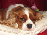 Sarah Err no more photo's please - Cavalier King Charles Spaniel (1 an)