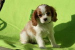 Gorgeous - Cavalier King Charles Spaniel (3 mois)