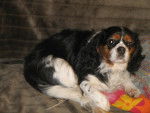 Zoya - Cavalier King Charles Spaniel (2 ans)