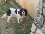 delice - Cavalier King Charles Spaniel (1 mois)