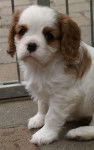 Eeva - Cavalier King Charles Spaniel (1 an)