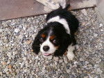 Sultane - Cavalier King Charles Spaniel (10 ans)