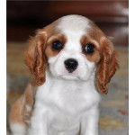 Julie - Cavalier King Charles Spaniel (4 mois)