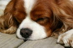 happy - Cavalier King Charles Spaniel (9 mois)