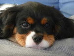 schnaps - Cavalier King Charles Spaniel Mâle (8 mois)