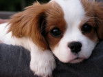 zena - Cavalier King Charles Spaniel (5 mois)