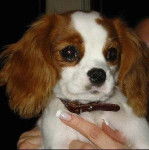 Lucky - Cavalier King Charles Spaniel (1 mois)