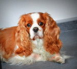Appie - Cavalier King Charles Spaniel (8 ans)