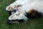 niel - Cavalier King Charles Spaniel Mâle (13 ans)