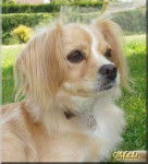 Gaïa - Cavalier King Charles Spaniel