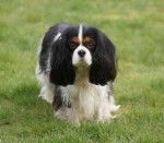 loona - Cavalier King Charles Spaniel (2 ans)