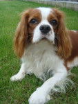 Eric - Cavalier King Charles Spaniel Mâle (1 an)