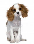 lyly - Cavalier King Charles Spaniel (3 mois)