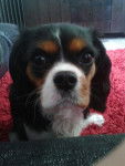 Fycel - Cavalier King Charles Spaniel (2 ans)