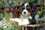 Scarlett - Cavalier King Charles Spaniel (1 mois)