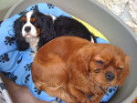 Britany et Esperanza - Cavalier King Charles Spaniel (6 ans)