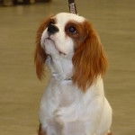 ICamélia - Cavalier King Charles Spaniel (1 an)