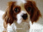 Charlot - Cavalier King Charles Spaniel Mâle (3 ans)