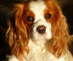 Brooke - Cavalier King Charles Spaniel (4 ans)