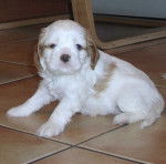 Félicia des bois enchantés - Cavalier King Charles Spaniel (1 mois)