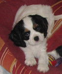 Fiona des bois enchantés - Cavalier King Charles Spaniel (1 mois)