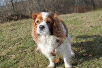 Nela - Cavalier King Charles Spaniel (6 ans)