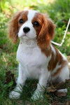 Billy - Cavalier King Charles Spaniel (7 ans)
