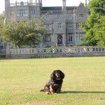 Dylan - Cavalier King Charles Spaniel Mâle (6 ans)
