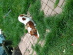 Fizz - Cavalier King Charles Spaniel (1 an)