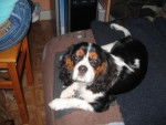 Zoya - Cavalier King Charles Spaniel (6 ans)