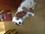 Charlie - Cavalier King Charles Spaniel Mâle (11 ans)