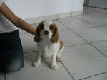 Flash - Cavalier King Charles Spaniel Mâle (3 mois)