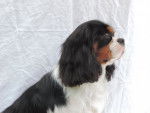 Idalgo - Cavalier King Charles Spaniel Mâle (11 mois)