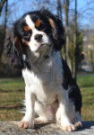 lou - Cavalier King Charles Spaniel (6 mois)