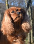 eva - Cavalier King Charles Spaniel (5 ans)