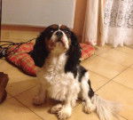 Éra - Cavalier King Charles Spaniel (5 ans)