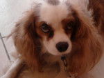 Gaya - Cavalier King Charles Spaniel (5 ans)