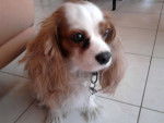 Gaya - Cavalier King Charles Spaniel (5 ans)