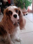 Gaya - Cavalier King Charles Spaniel (5 ans)