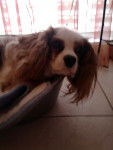 Gaya^^ - Cavalier King Charles Spaniel (5 ans)