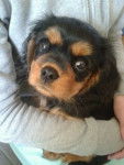 Jeny - Cavalier King Charles Spaniel