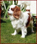 fraise - Cavalier King Charles Spaniel (1 an)