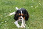 Canaille - Cavalier King Charles Spaniel M&acirc;le (6 mois)