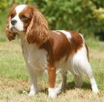 anna - Cavalier King Charles Spaniel (10 ans)