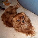 Cavie - Cavalier King Charles Spaniel (4 ans)