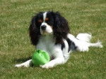 Galaxie - Cavalier King Charles Spaniel (2 ans)