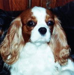 BETWEEN - Cavalier King Charles Spaniel (1 an)