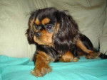 Dipsie - Cavalier King Charles Spaniel (4 mois)